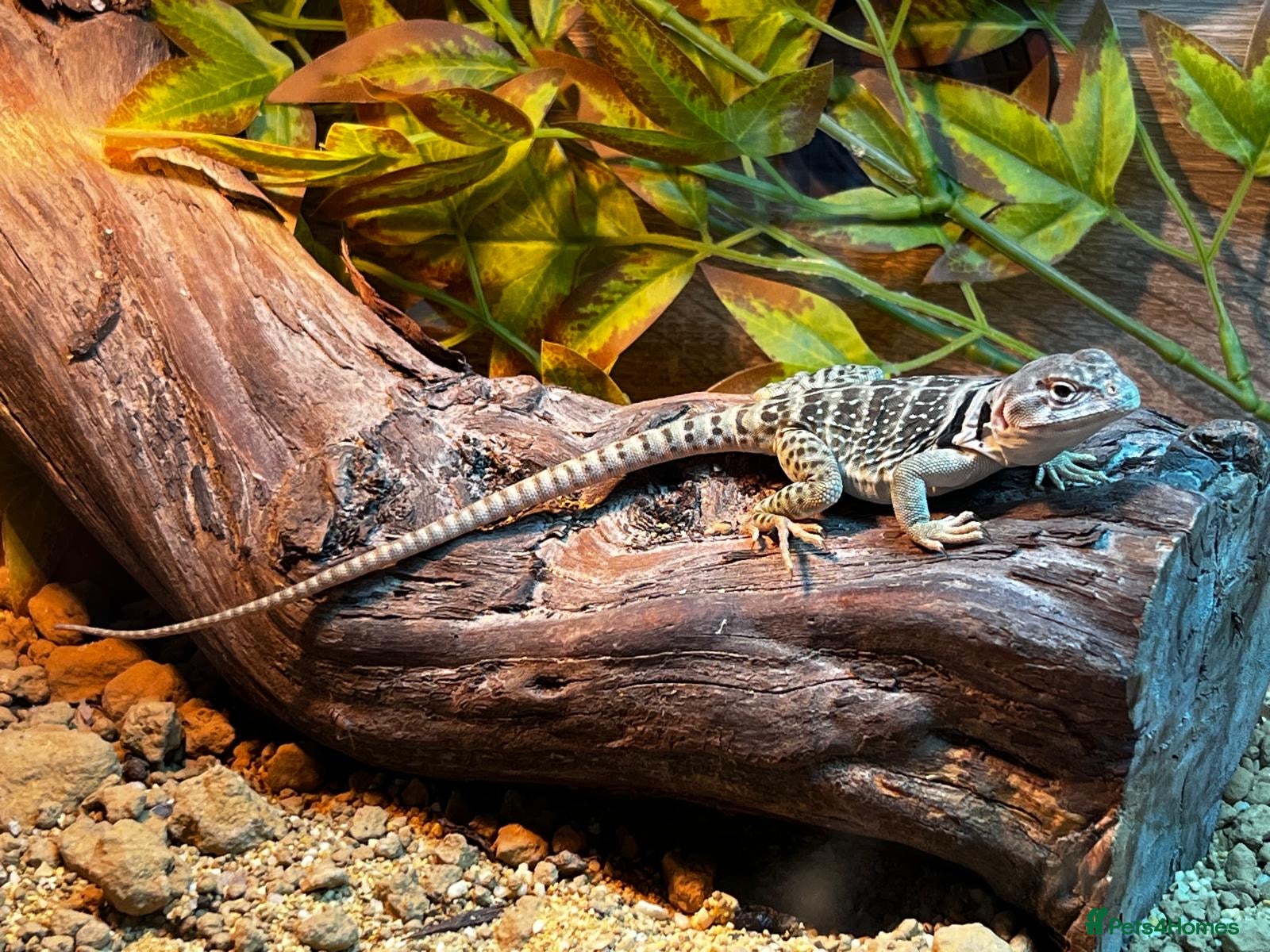 Lizard reptiles **Collared Lizards + Full Setup – Ready to Go!🦎** - Advert 1