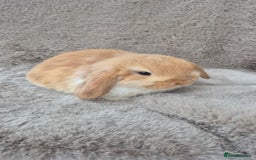 Mini Lop rabbits for sale: Mini lop for sale - Advert 2