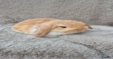 Mini Lop rabbits Mini lop for sale - Advert 16