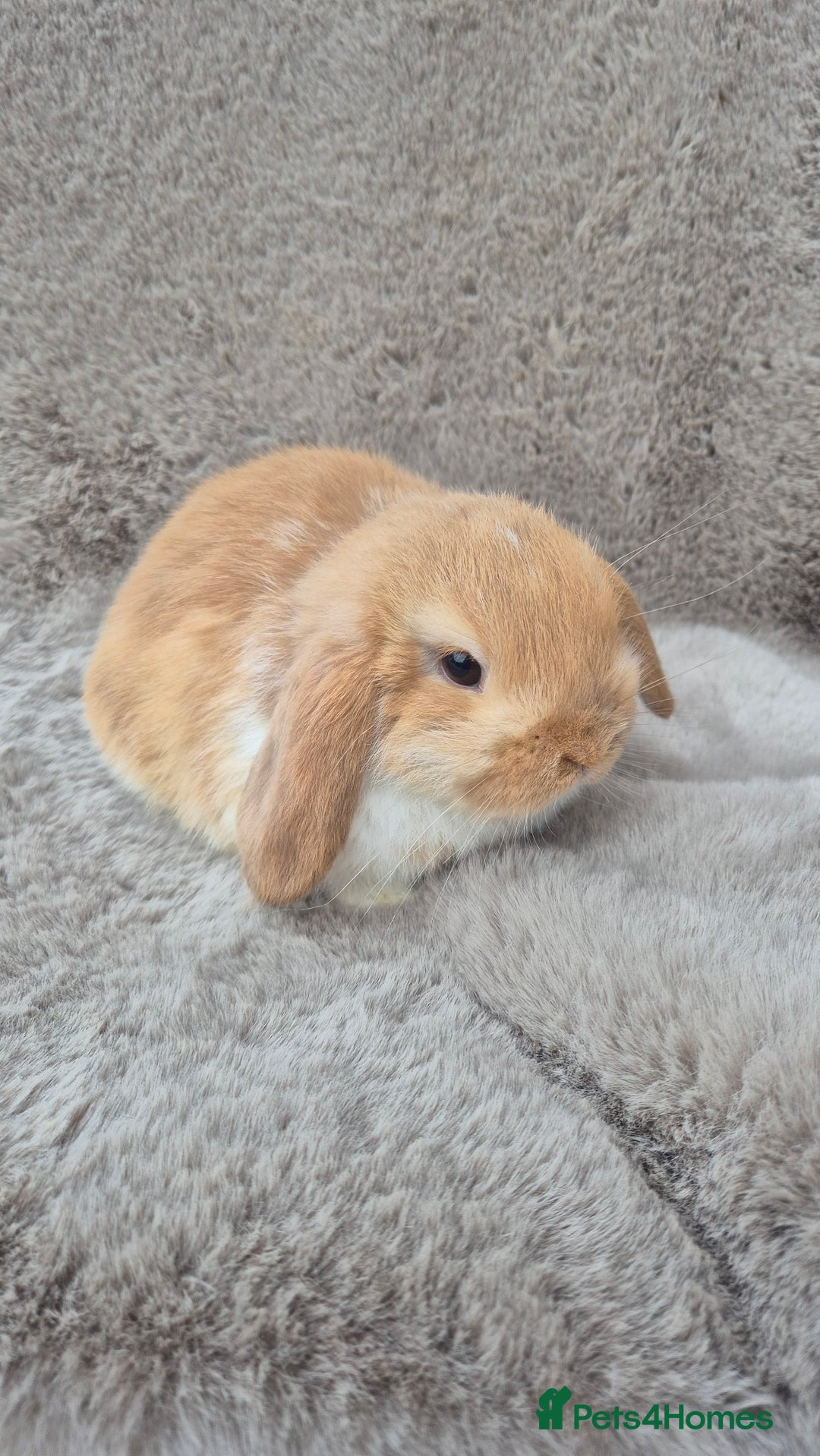 Mini Lop rabbits for sale: Mini lop for sale - Advert 2