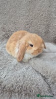 Mini Lop rabbits Mini lop for sale - Advert 3