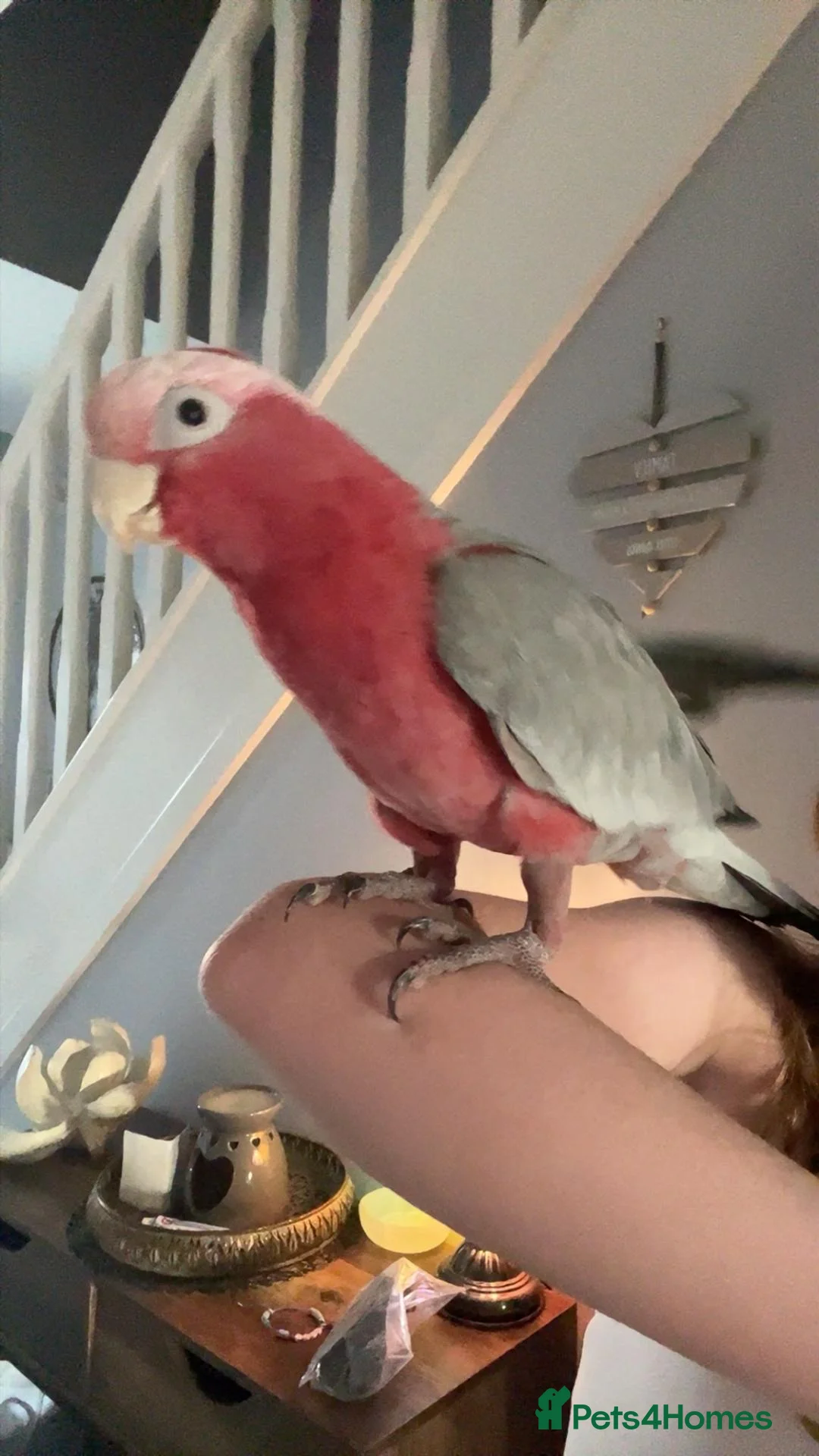 Cockatoo birds for sale: Galah cockatoo needs a new home  in Basildon - Advert 1