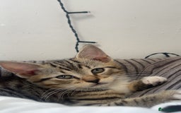Mixed Breed cats for sale: 3 kittens urgently looking for new home  - Image 7