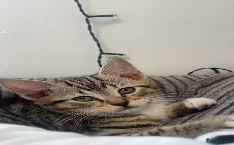 Mixed Breed cats - Advert 15