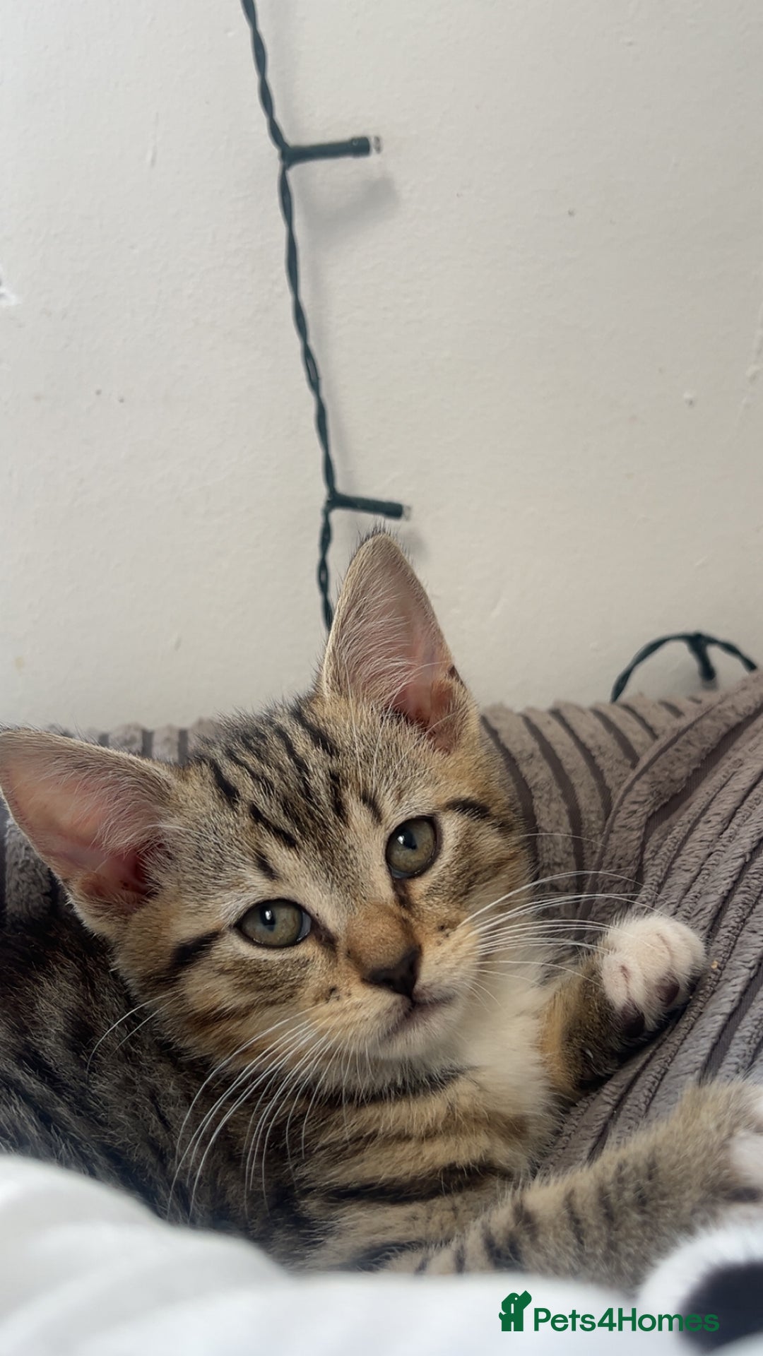 Mixed Breed cats for sale: 3 kittens urgently looking for new home  - Image 7
