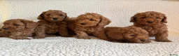 Cockapoo dogs for sale: F1b cockapoo puppies - DNA health test clear  - Advert 26
