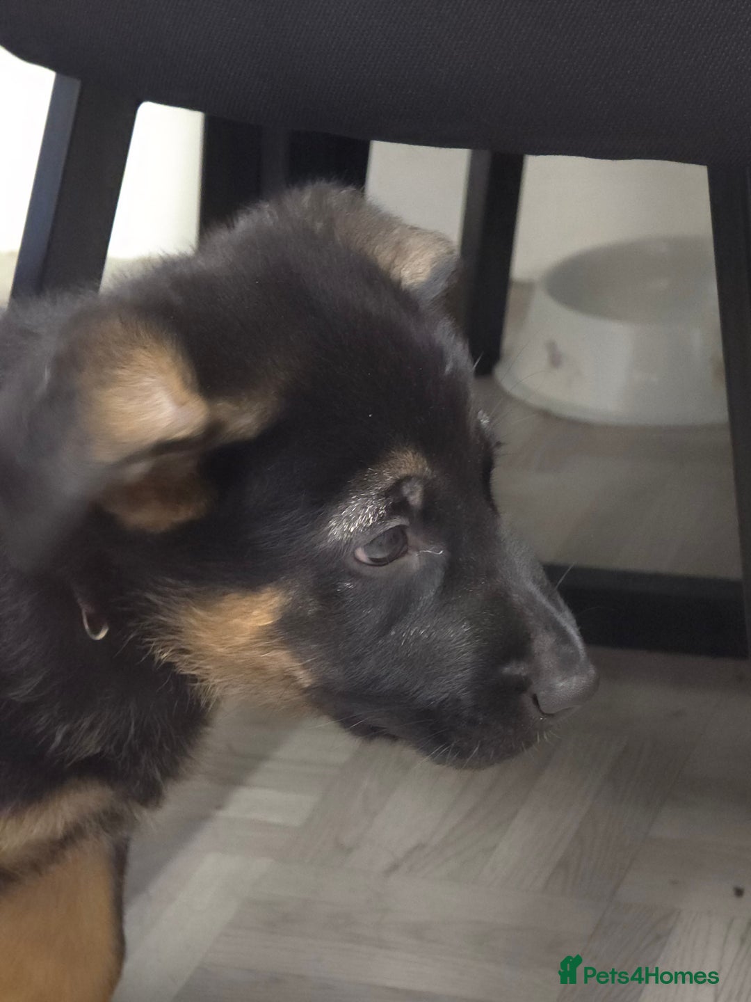 German Shepherd dogs for sale: Chunky German shepherd puppies for sale  - Advert 16