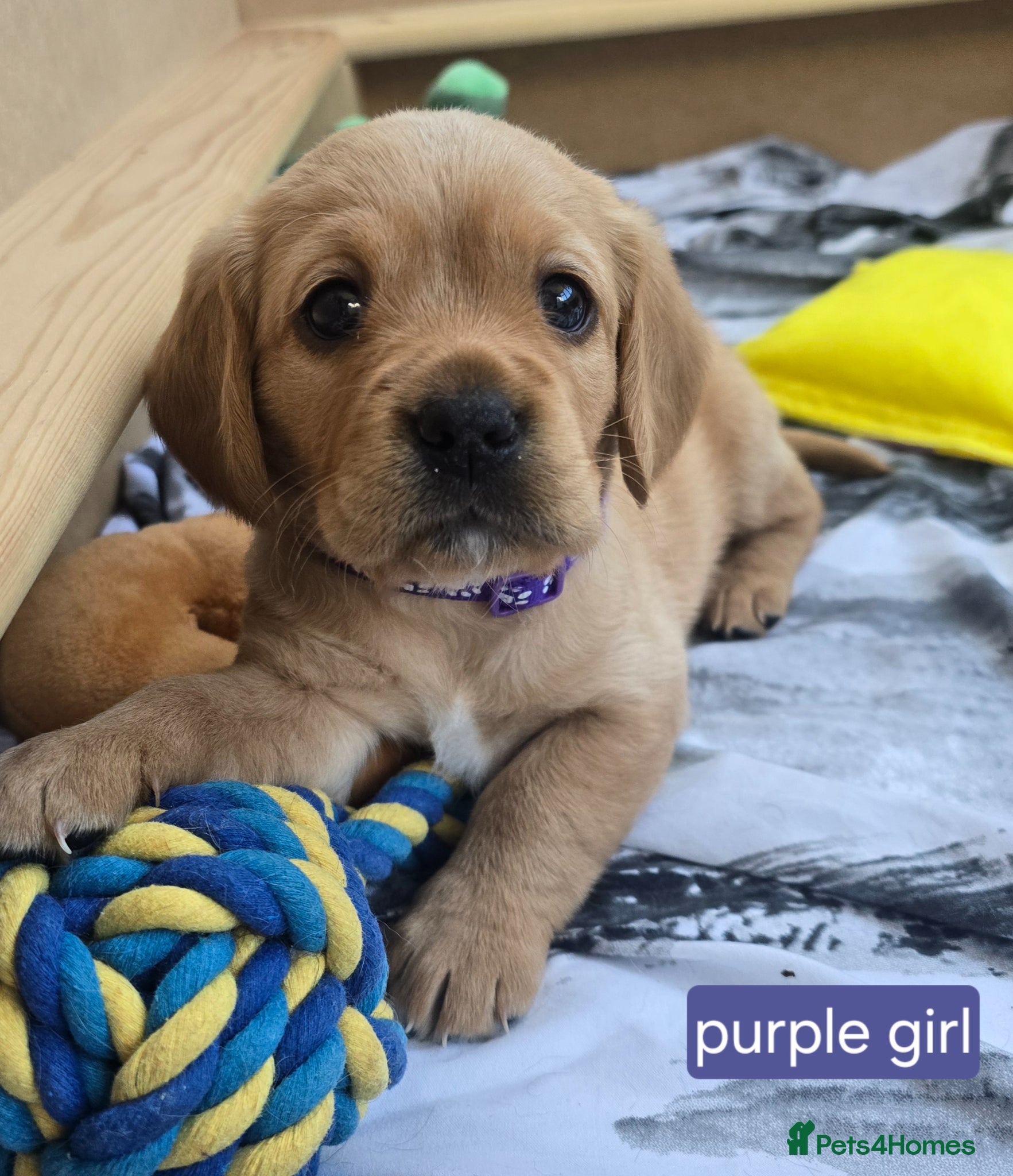 Mixed Breed dogs for sale: Cavador! Rare Ready 2 leave. 1 beautiful boy left. - Advert 22
