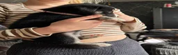 Mixed Breed dogs for sale: 7 huskadors please check prices - Advert 11