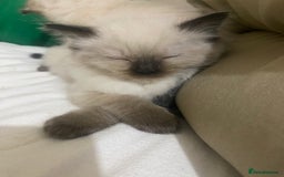 Ragdoll cats for sale: Ragdoll kittens - Advert 10