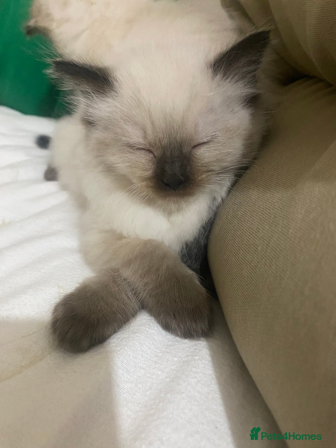 Ragdoll cats for sale: Ragdoll kittens - Advert 10