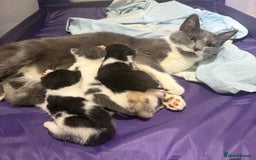 Mixed Breed cats for sale: Kittens 2 males 1 female for sale  - Image 4