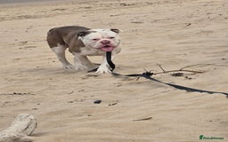 Old Tyme Bulldog dogs for sale: Rubble is male  - Image 5