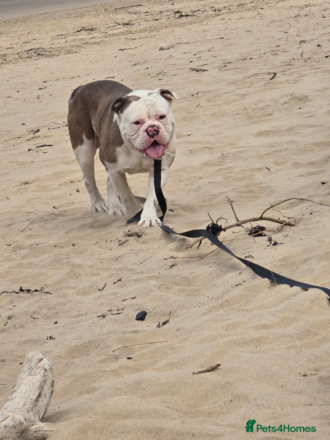 Old Tyme Bulldog dogs for sale: Rubble is male  - Image 5