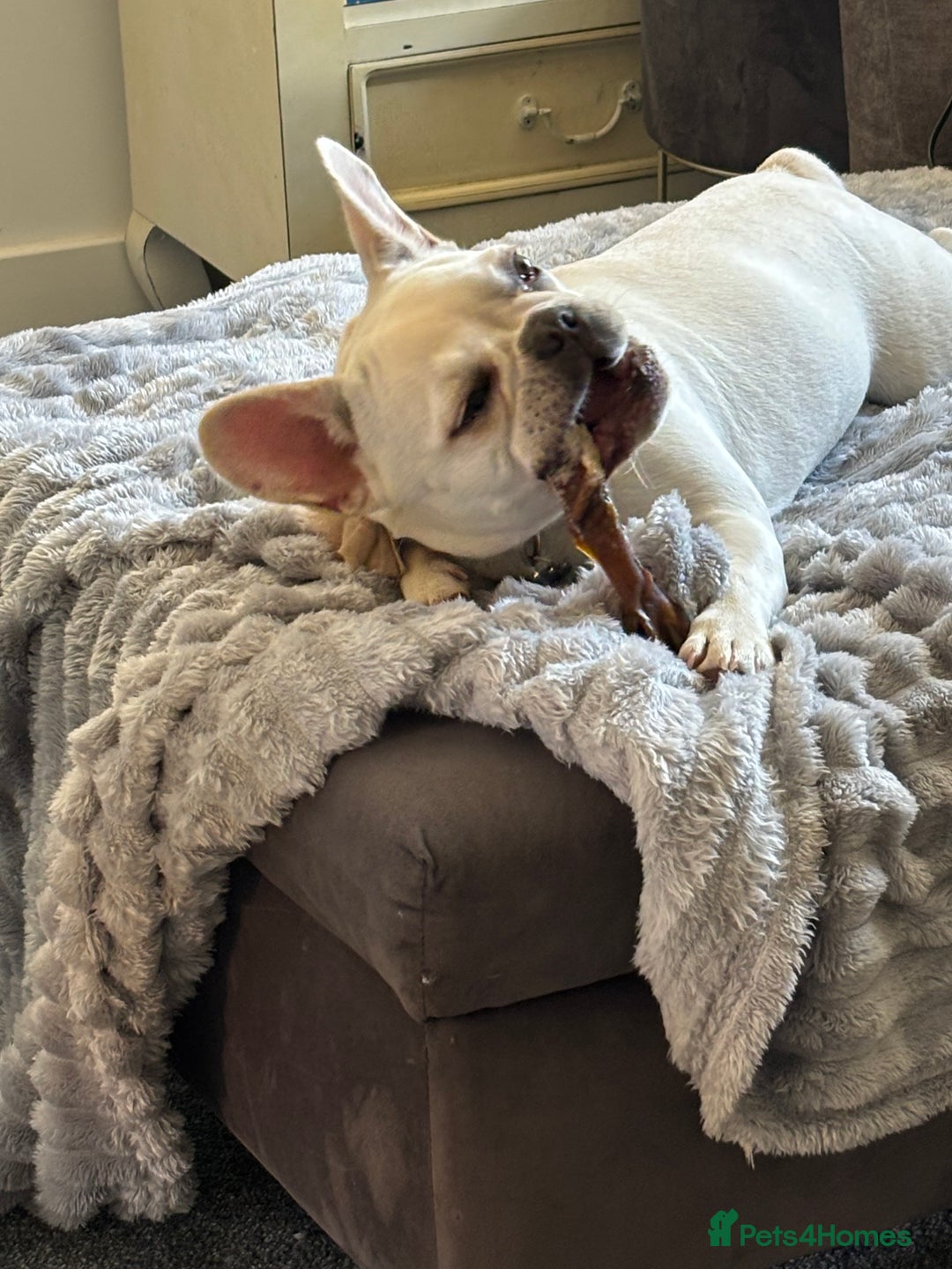 French Bulldog dogs for sale: 7 month old Margo  - Image 3