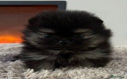 Pomeranian dogs for sale: KC Black&Tan Pom puppies stunning 🤩 🧡🖤 - Image 16