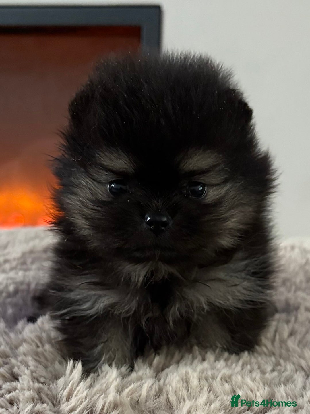 Pomeranian dogs for sale: KC Black&Tan Pom puppies stunning 🤩 🧡🖤 - Image 16