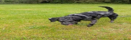 Labradoodle dogs for sale: Labradoodle merle, wiery coat - Advert 1