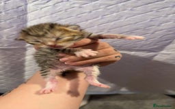Bengal cats for sale: 10 Beautiful Bengal Kittens - Image 18