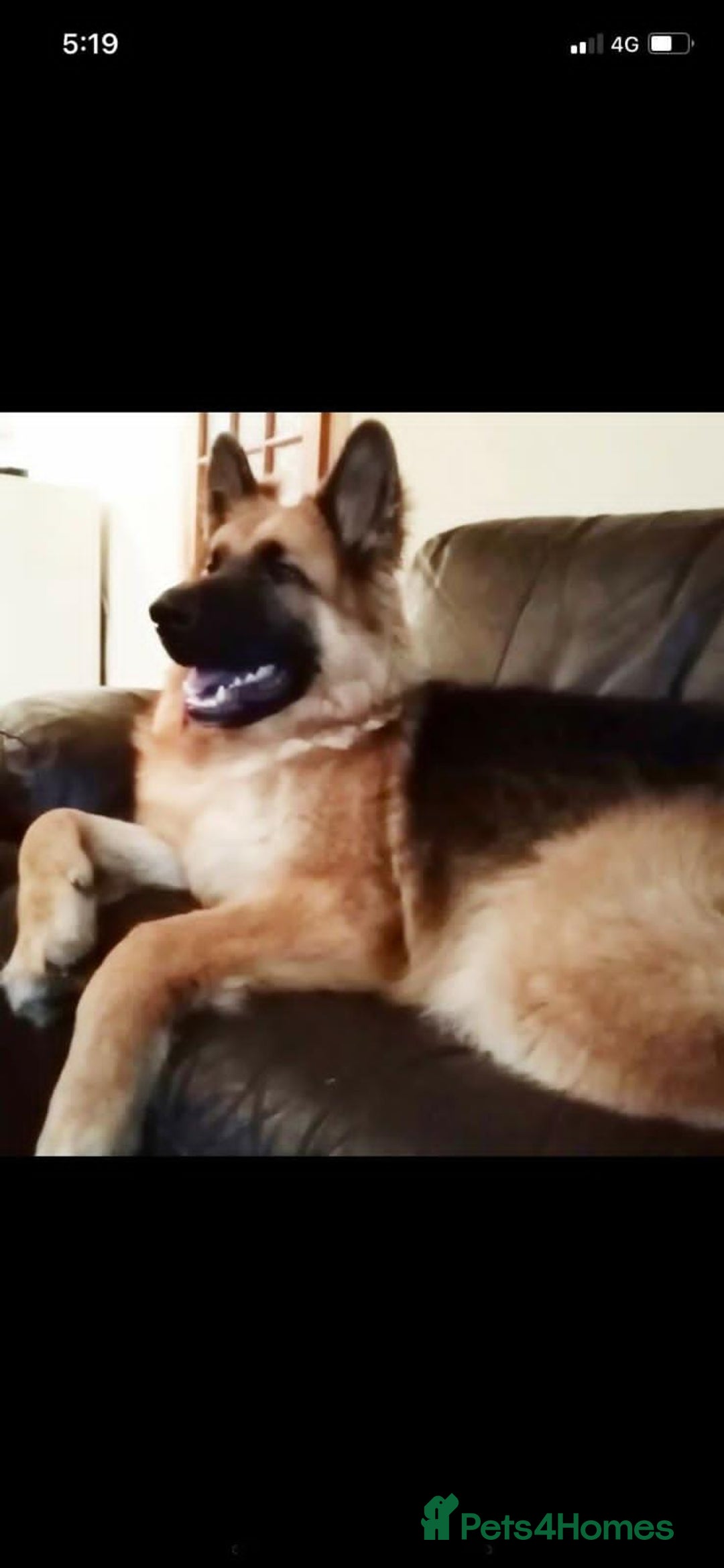 German Shepherd dogs for sale: German Shepherd Puppies - Advert 24