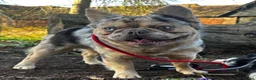 French Bulldog dogs for stud: Romeo - Choc&Tan Tweed Merle carrying testable 💖 - Advert 3