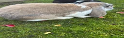 French Lop rabbits for sale: Lovely Pair of giant French lops in Market Drayton - Advert 2