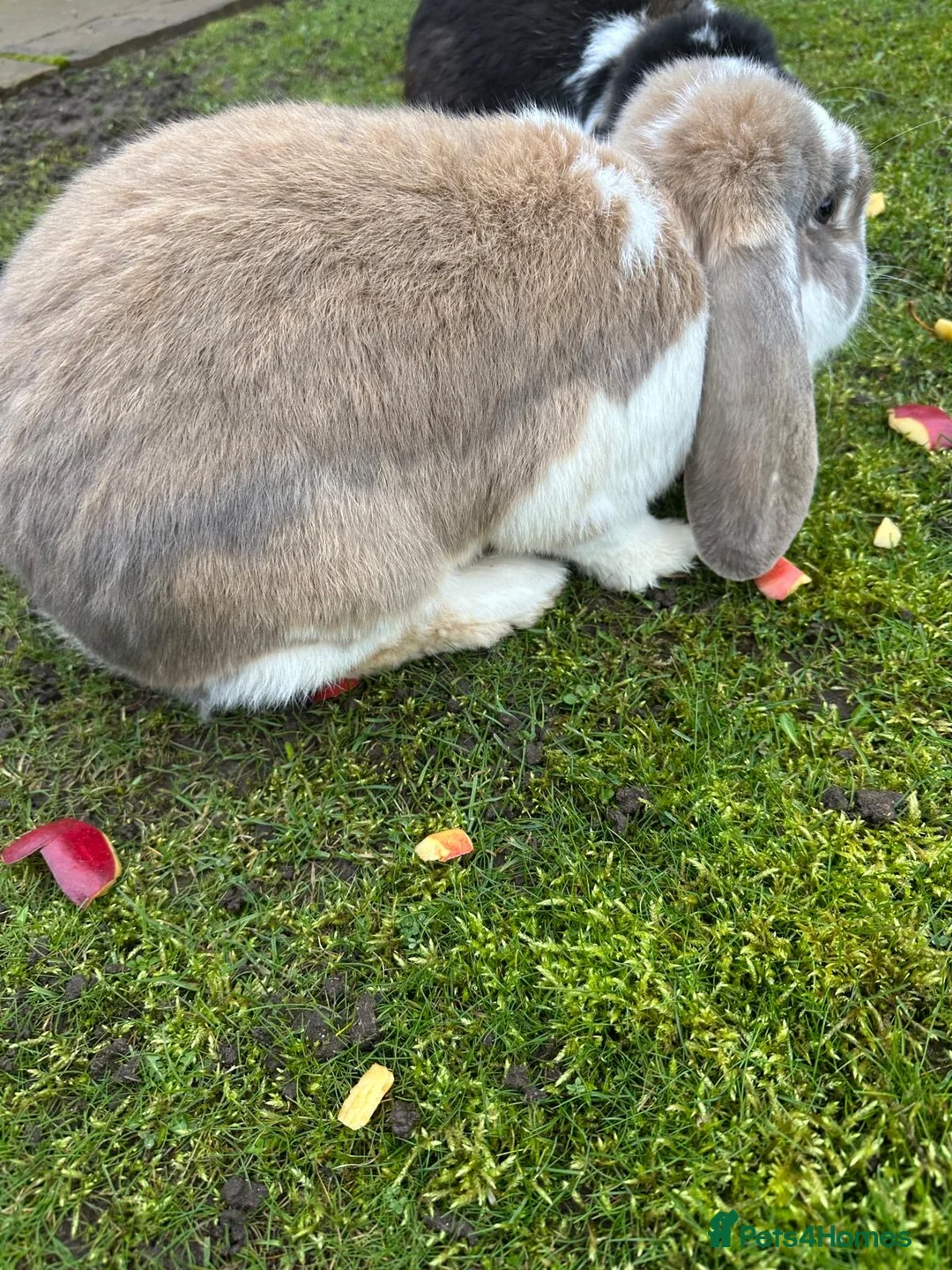 French Lop rabbits for sale: Lovely Pair of giant French lops in Market Drayton - Advert 2