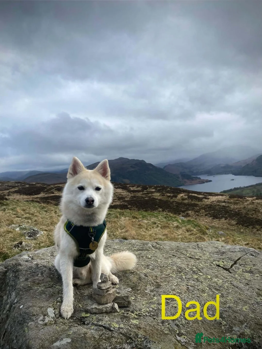 Pomsky dogs for sale: F2 Pomsky puppies in Brampton - Advert 10