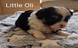 Chihuahua dogs for sale: ✨ Stunning KC long coat BOYS only✨ - Image 6