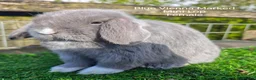 Mini Lop rabbits for sale: Various Mini Lop Babies  - Advert 4