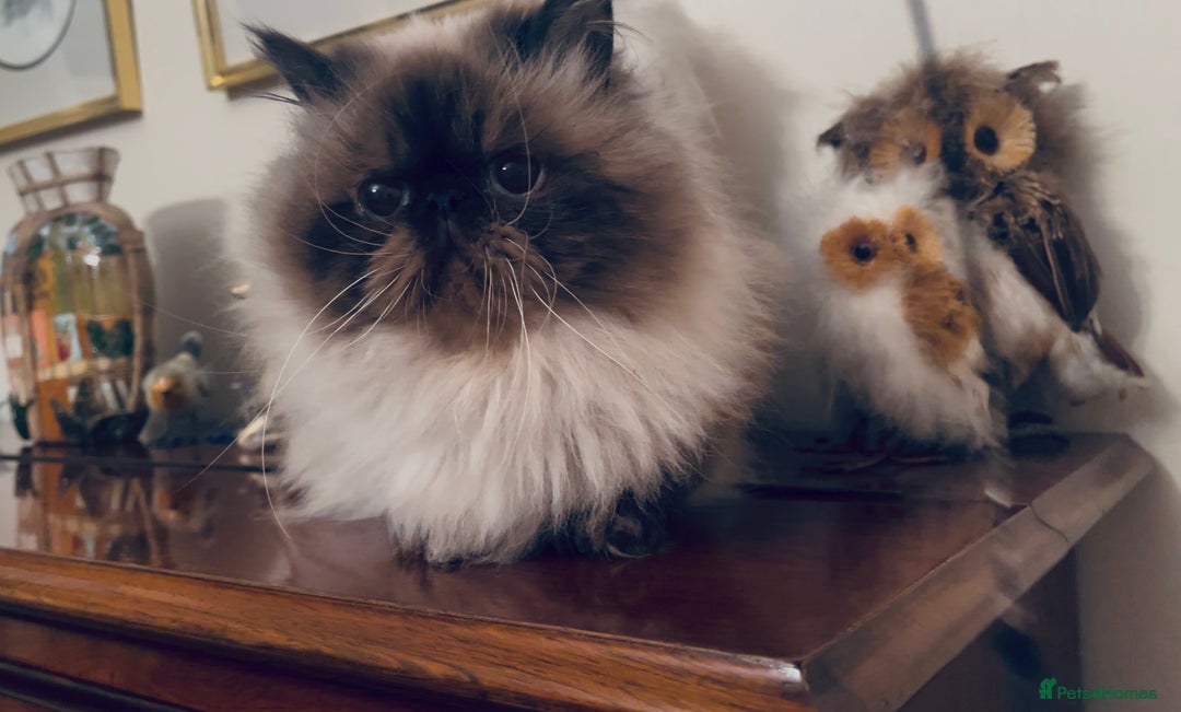 Exotic cats for sale: 4x Exotic Longhair CP Colourpoint White Blue Black - Image 4