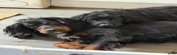 Cocker Spaniel dogs for stud: Showline pure cocker spaniel FOR STUD - Advert 2