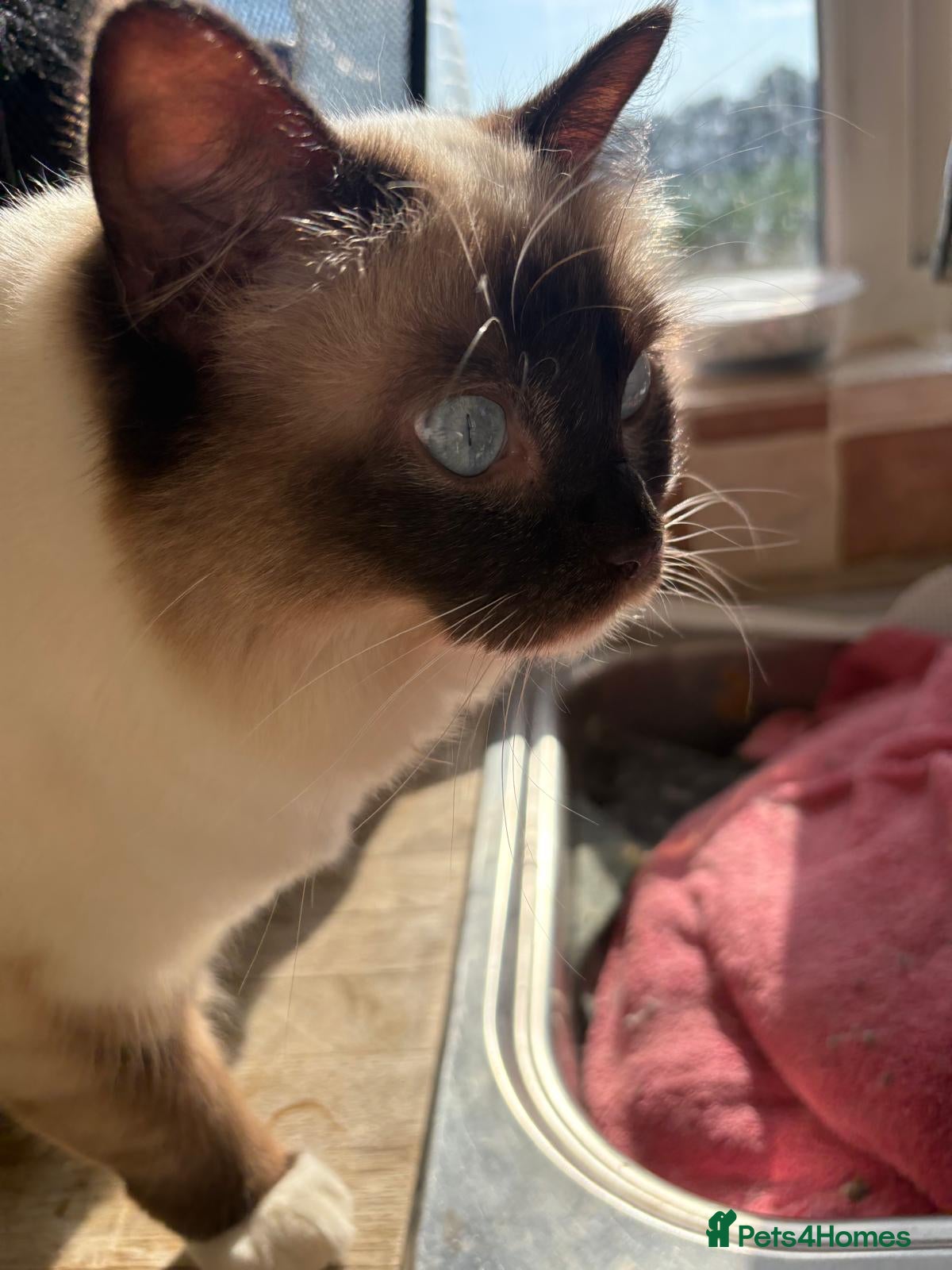 Ragdoll cats 1 year old Ragdoll - Advert 2