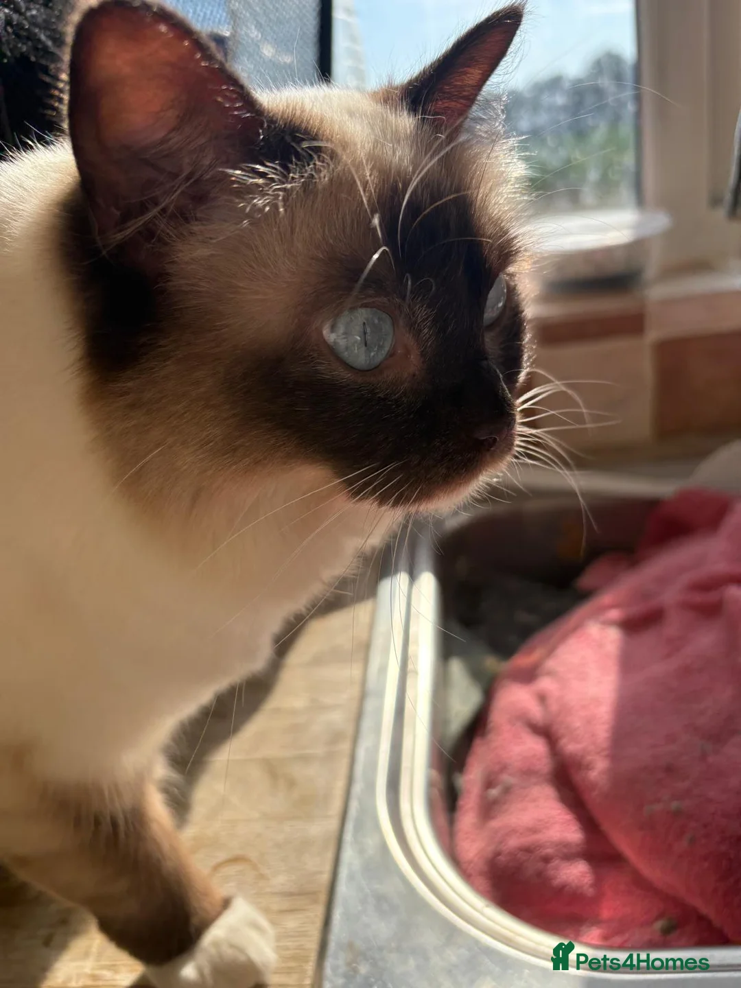 Ragdoll cats for sale: 1 year old Ragdoll - Advert 1