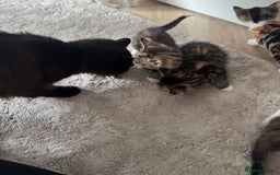 Mixed Breed cats for sale: Beautiful kittens  - Image 4
