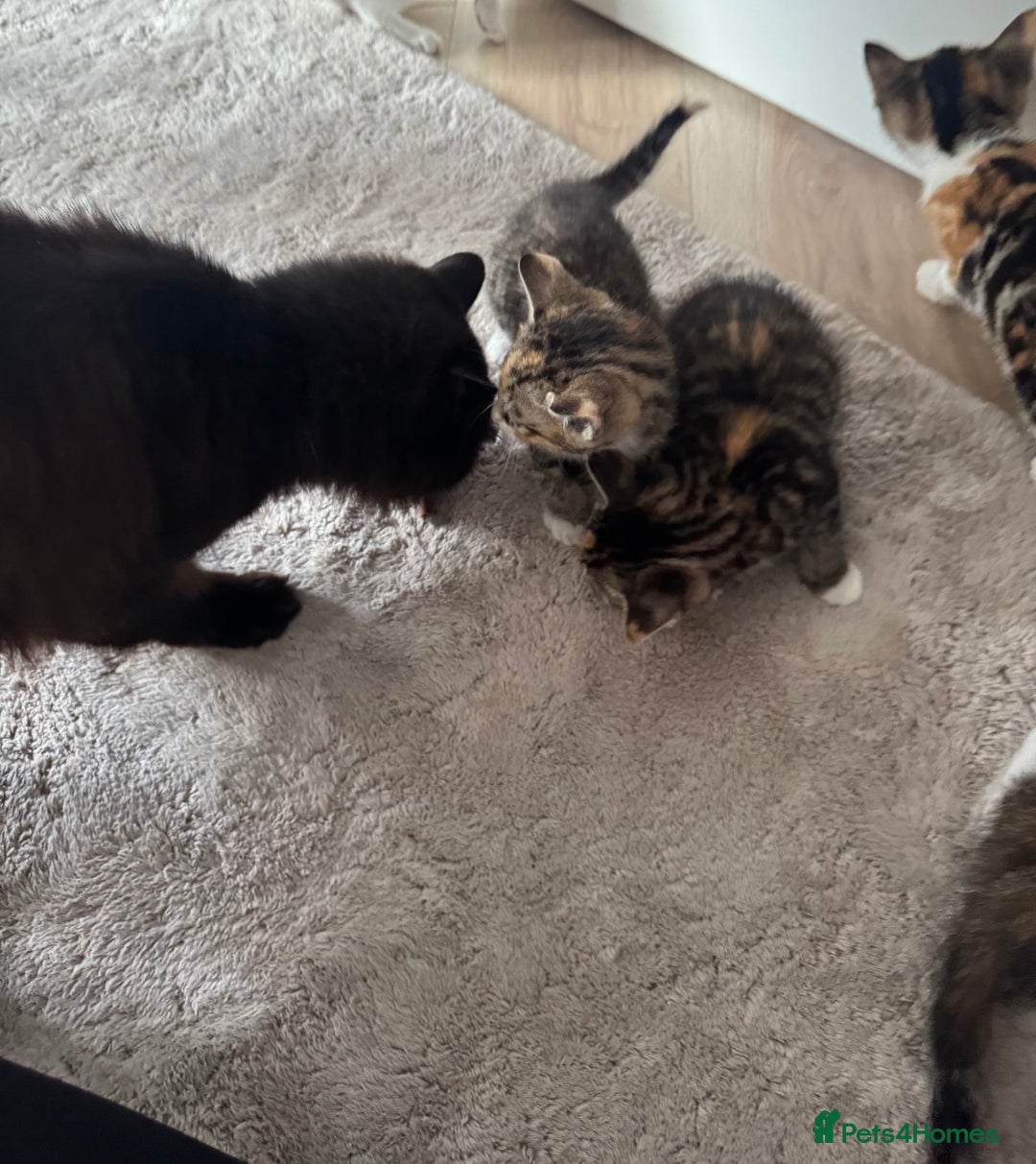 Mixed Breed cats for sale: Beautiful kittens  - Image 4