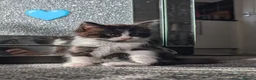 Maine Coon cats for sale: 🩵🩷Maine coon cross kitty's available now🩷🩵 - Advert 9