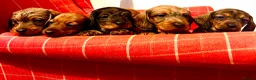 Miniature Dachshund dogs for sale: Miniature wire haired dachshunds  - Advert 8