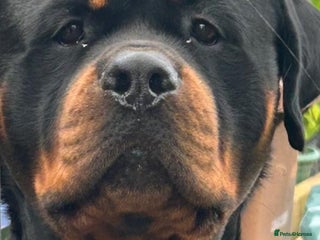 Rottweiler dogs in Stanford-le-Hope - Advert 11