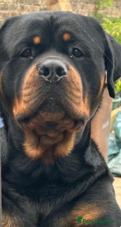 Rottweiler dogs in Stanford-le-Hope - Advert 1