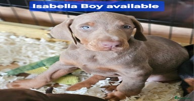 Dobermann dogs - Advert 12