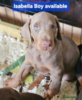 Dobermann dogs - Advert 12