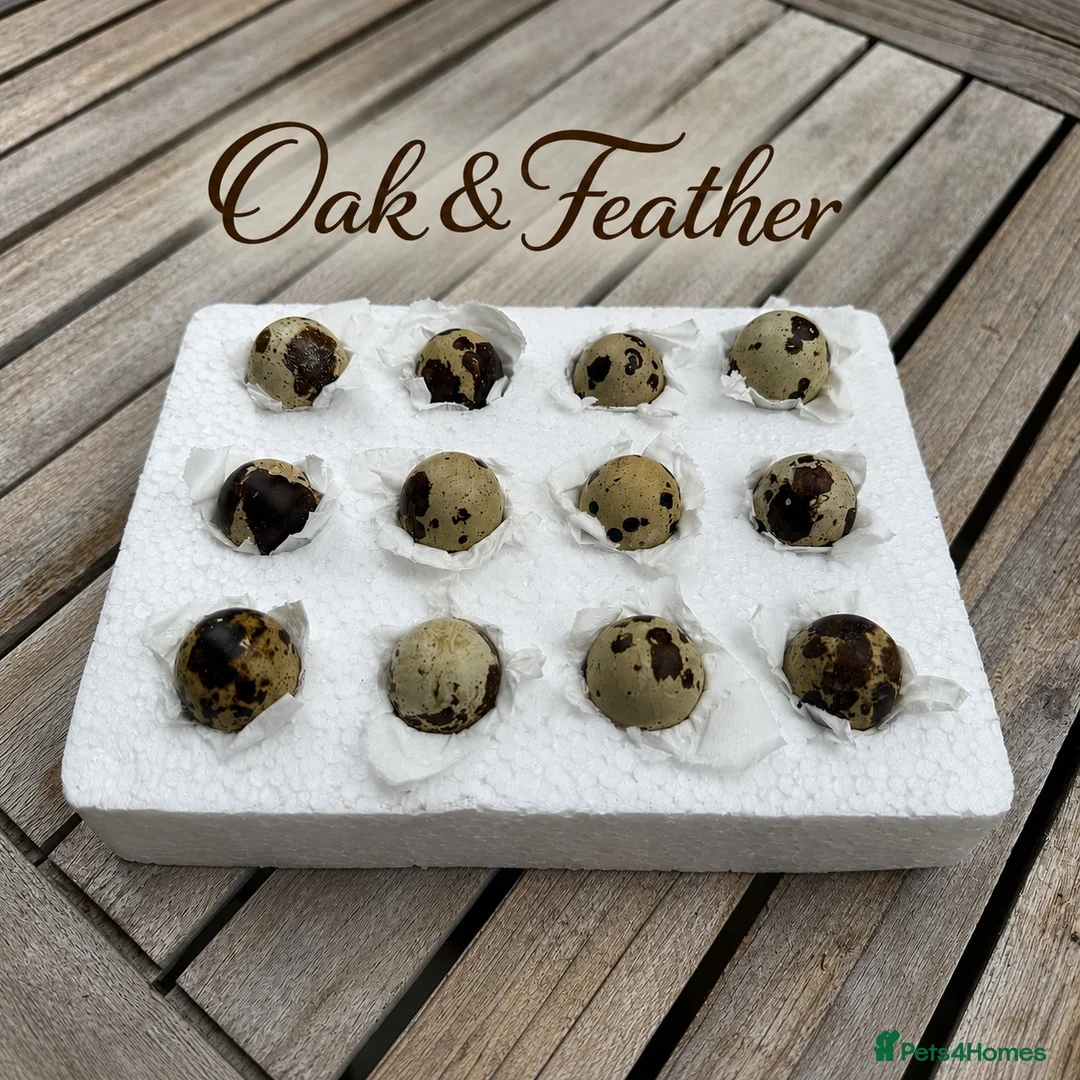 Quail poultry for sale: Coturnix Quail Hatching Eggs | Excellent Fertility - Advert 1