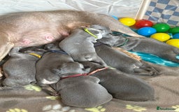 French Bulldog dogs for sale: 7 beautiful French bulldog puppies  - Image 6