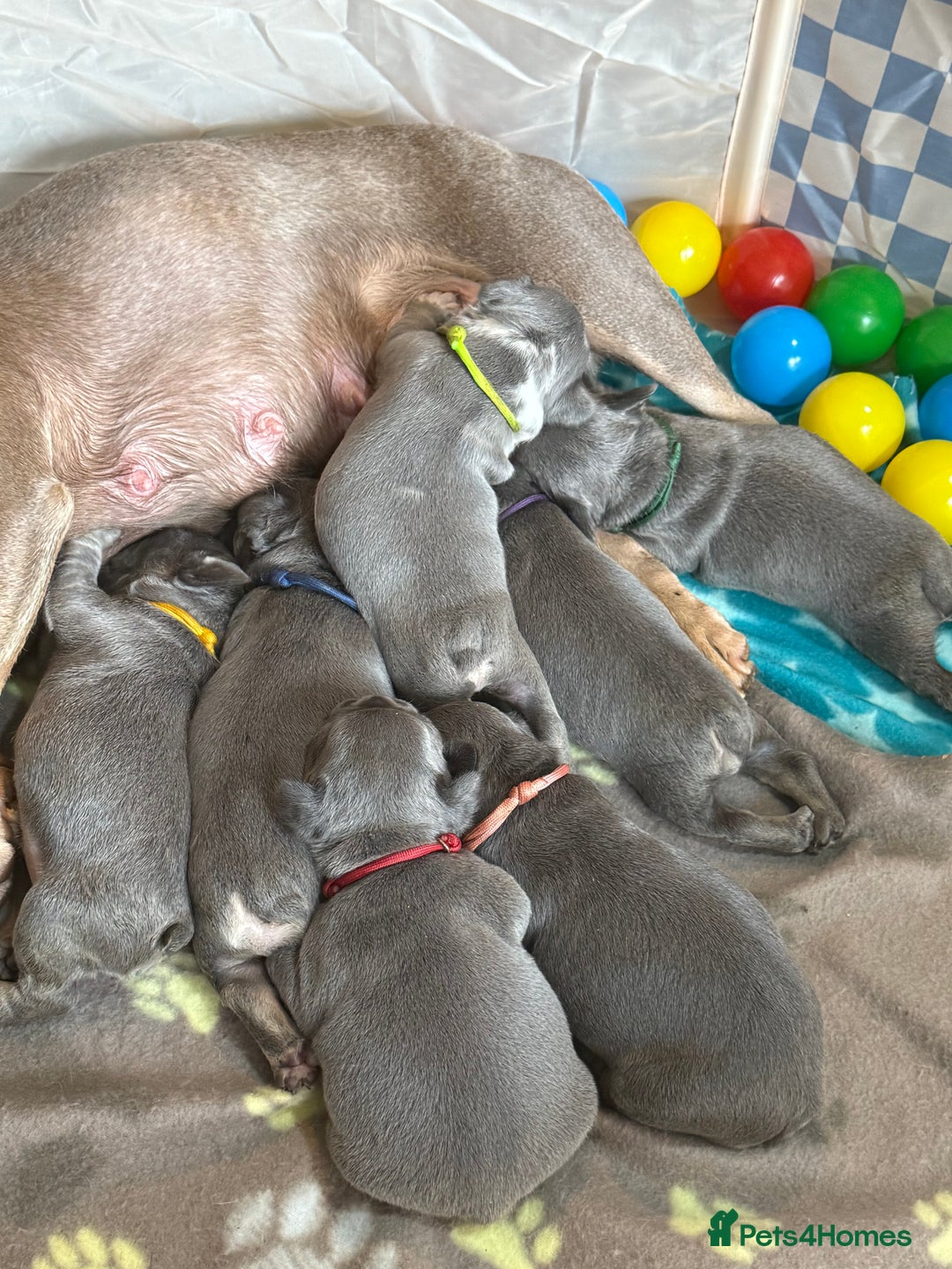 French Bulldog dogs for sale: 7 beautiful French bulldog puppies  - Image 6