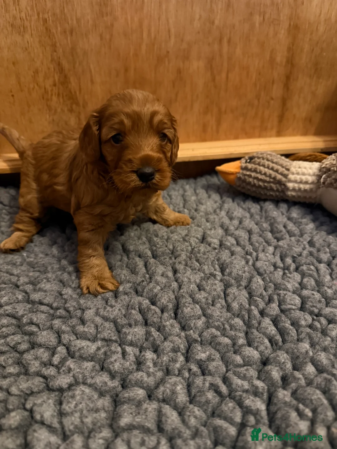 Cockapoo dogs for sale: F1 B cockapoo Puppy female  - Advert 5