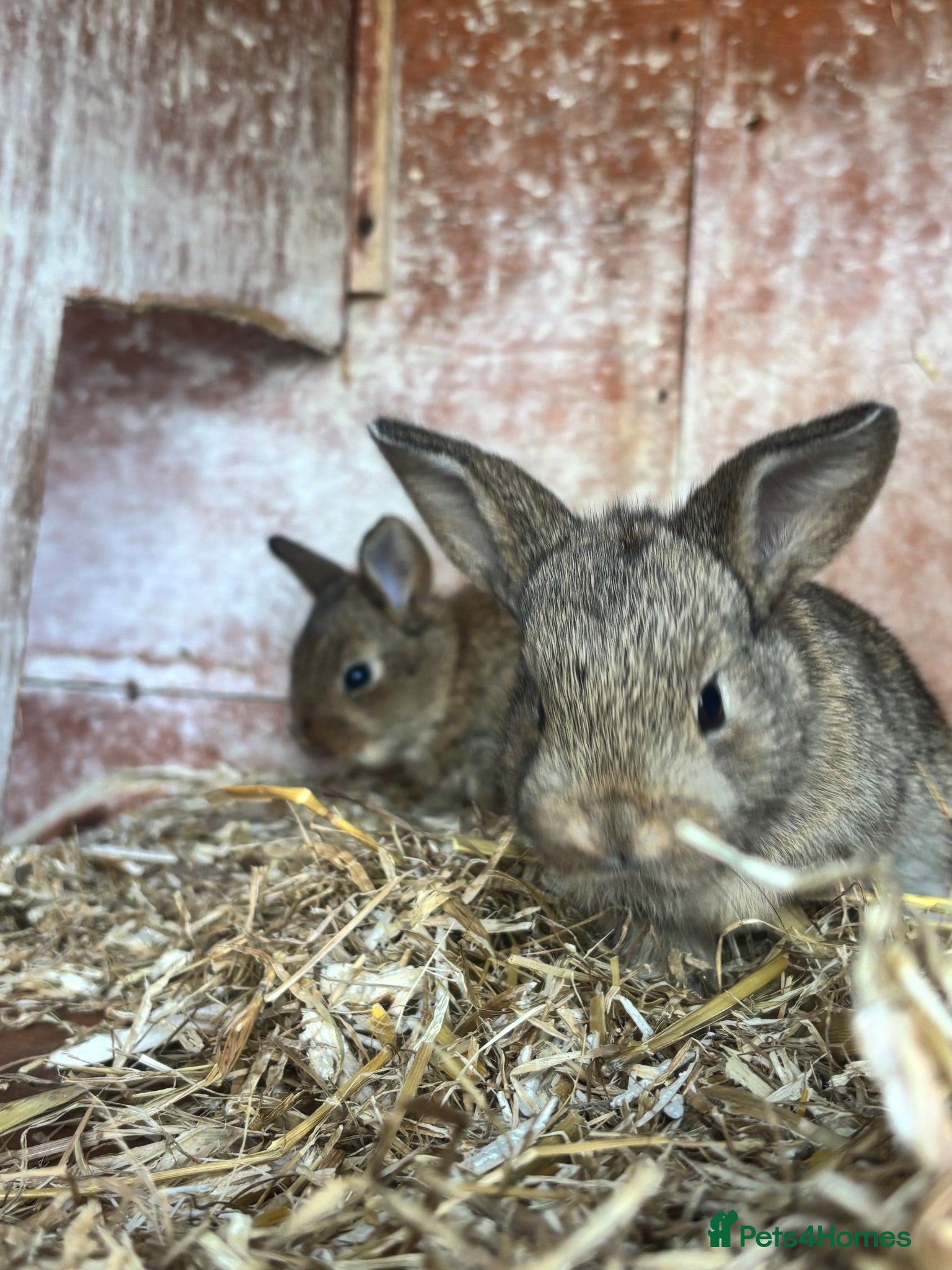 Mixed Breed rabbits Baby rabbits - Advert 1