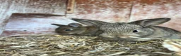 Mixed Breed rabbits for sale: Baby rabbits - Advert 1
