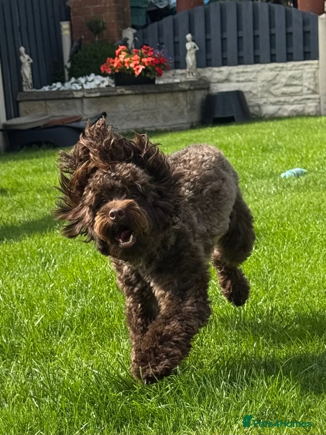 Mixed Breed dogs for stud: Cockapoo Stud in Barnsley - Advert 2