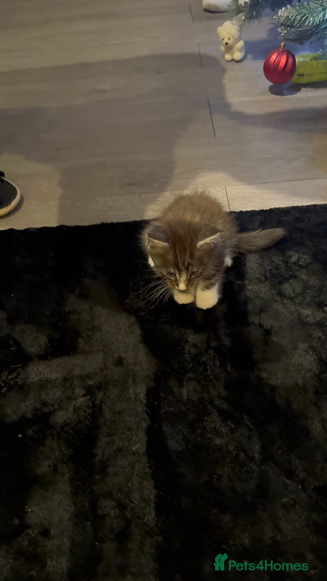 Maine Coon cats for sale: Full Maine Coon for sale - Advert 18